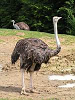 Autruche, Struthio camelus (Photo F. Mrugala) (9)